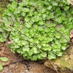 Lunularia cruciata (A thallose liverwort) at City Renewal Authority Area - 6 Apr 2023 by ConBoekel