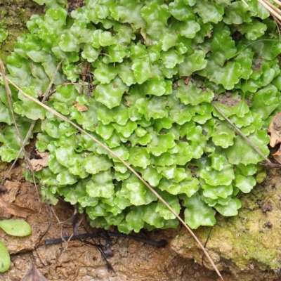 Lunularia cruciata (A thallose liverwort) at City Renewal Authority Area - 6 Apr 2023 by ConBoekel