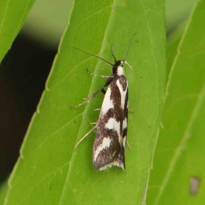 Epithymema incomposita (Chezela group) at Sullivans Creek, Turner - 6 Apr 2023 by ConBoekel