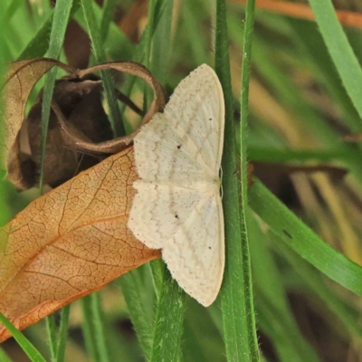 Scopula perlata (Cream Wave) at City Renewal Authority Area - 6 Apr 2023 by ConBoekel