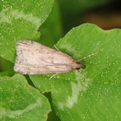 Eudonia cleodoralis (A Crambid moth) at Sullivans Creek, Turner - 6 Apr 2023 by ConBoekel