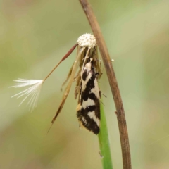 Epithymema incomposita (Chezela group) at Haig Park - 6 Apr 2023 by ConBoekel