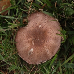 Agaricus sp. (Agaricus) at Sullivans Creek, Turner - 6 Apr 2023 by ConBoekel