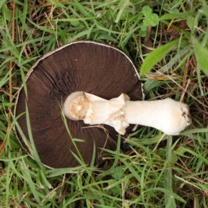 Agaricus sp. at Turner, ACT - 6 Apr 2023 01:45 PM