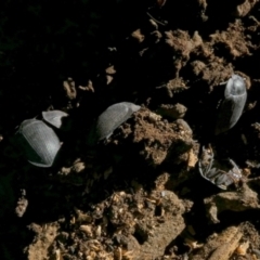 Unidentified Darkling beetle (Tenebrionidae) at Murga, NSW - 21 Jun 2023 by Paul4K