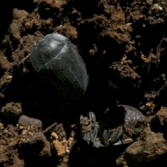 Pterohelaeus (genus) at Murga, NSW - suppressed