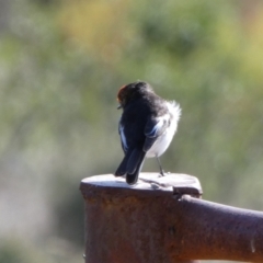 Petroica goodenovii (Red-capped Robin) at Murga, NSW - 21 Jun 2023 by Paul4K