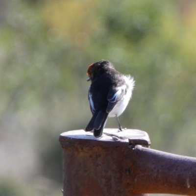 Petroica goodenovii (Red-capped Robin) at Murga, NSW - 21 Jun 2023 by Paul4K