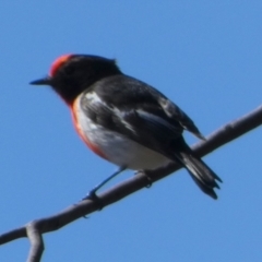 Petroica goodenovii at Murga, NSW - suppressed