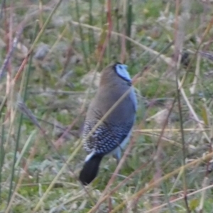 Stizoptera bichenovii at Murga, NSW - suppressed