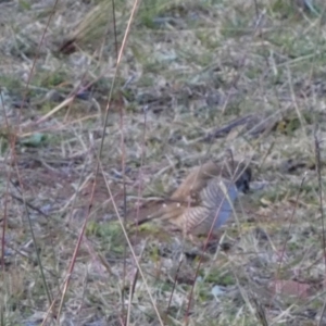 Emblema modesta at Murga, NSW - 21 Jun 2023