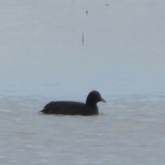 Fulica atra (Eurasian Coot) at Lake Cowal, NSW - 20 Jun 2023 by Paul4K