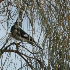 Grallina cyanoleuca at Lake Cowal, NSW - 20 Jun 2023