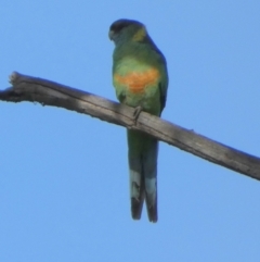 Barnardius zonarius at Lake Cowal, NSW - 20 Jun 2023 12:46 PM