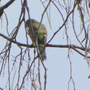 Psephotus haematonotus at Lake Cowal, NSW - 20 Jun 2023