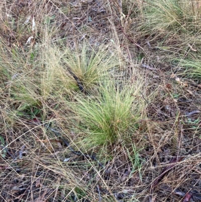 Nassella trichotoma (Serrated Tussock) at Hackett, ACT - 22 Jun 2023 by waltraud