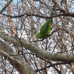 Polytelis swainsonii (Superb Parrot) at Tuggeranong Creek to Monash Grassland - 23 Jun 2023 by MB