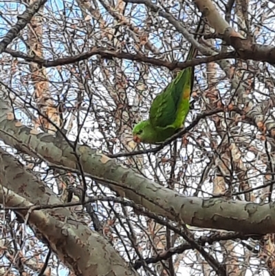 Polytelis swainsonii (Superb Parrot) at Monash, ACT - 23 Jun 2023 by MB