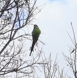 Polytelis swainsonii at Monash, ACT - suppressed