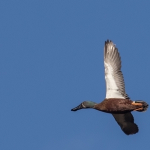 Spatula rhynchotis at Fyshwick, ACT - 23 Jun 2023