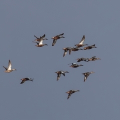 Spatula rhynchotis at Fyshwick, ACT - 23 Jun 2023