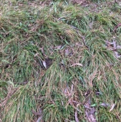 Nassella neesiana (Chilean Needlegrass) at Hackett, ACT - 22 Jun 2023 by waltraud