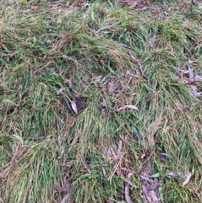 Nassella neesiana (Chilean Needlegrass) at Hackett, ACT - 23 Jun 2023 by waltraud