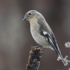 Petroica phoenicea (Flame Robin) at Gigerline Nature Reserve - 23 Jun 2023 by JohnBundock