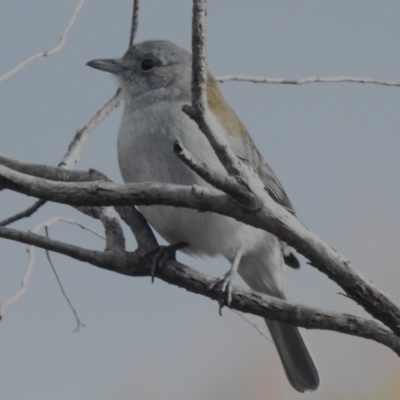 Colluricincla harmonica (Grey Shrikethrush) at Gigerline Nature Reserve - 23 Jun 2023 by JohnBundock