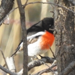 Petroica boodang (Scarlet Robin) at Namadgi National Park - 16 Jun 2023 by JohnBundock