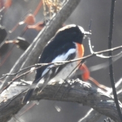 Petroica boodang (Scarlet Robin) at Aranda Bushland - 20 Jun 2023 by JohnBundock