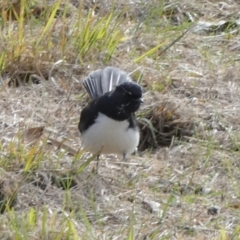 Rhipidura leucophrys (Willie Wagtail) at Lake Cowal, NSW - 20 Jun 2023 by Paul4K