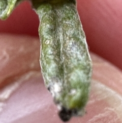 Euchiton japonicus (Creeping Cudweed) at Aranda Bushland - 23 Jun 2023 by lbradley