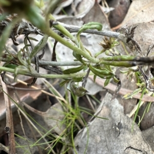 Euchiton japonicus at Cook, ACT - 23 Jun 2023