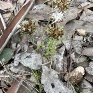 Euchiton japonicus at Cook, ACT - 23 Jun 2023