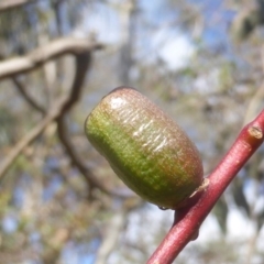 Apiomorpha sp. (genus) (A gall forming scale) at Mount Mugga Mugga - 10 Apr 2023 by Mike