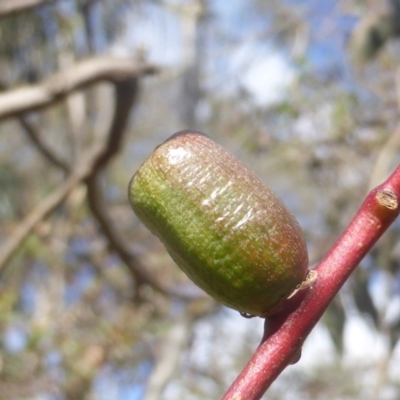 Apiomorpha sp. (genus) (A gall forming scale) at O'Malley, ACT - 10 Apr 2023 by Mike