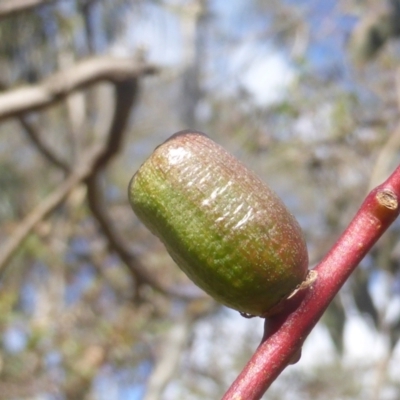 Apiomorpha sp. (genus) (A gall forming scale) at Mount Mugga Mugga - 10 Apr 2023 by Mike