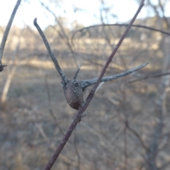 Apiomorpha munita (Four horned Gum-tree Gall) at Jerrabomberra, ACT - 18 Jun 2023 by Mike