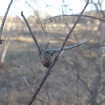 Apiomorpha munita (Four horned Gum-tree Gall) at Isaacs Ridge and Nearby - 18 Jun 2023 by Mike
