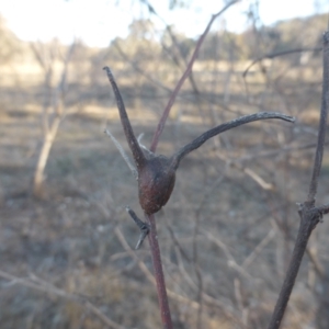 Apiomorpha munita at Jerrabomberra, ACT - 18 Jun 2023