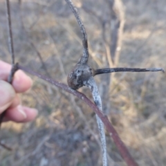 Apiomorpha munita at Jerrabomberra, ACT - 18 Jun 2023