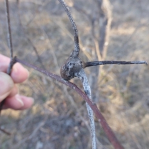 Apiomorpha munita at Jerrabomberra, ACT - 18 Jun 2023