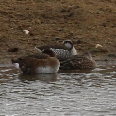 Malacorhynchus membranaceus (Pink-eared Duck) at Lanyon - northern section A.C.T. - 23 Jun 2023 by RodDeb