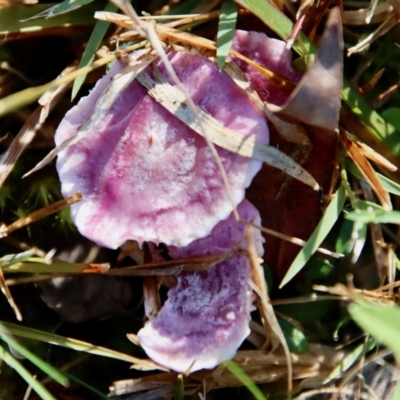 Hygrocybe sp. (Hygrocybe) at Moruya, NSW - 23 Jun 2023 by LisaH