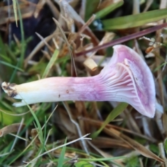 Hygrocybe sp. at Moruya, NSW - suppressed