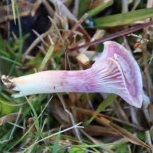 Hygrocybe sp. at Moruya, NSW - suppressed