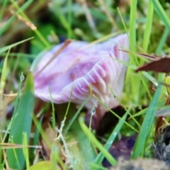 Hygrocybe sp. at Moruya, NSW - suppressed