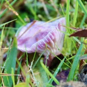 Hygrocybe sp. at Moruya, NSW - suppressed