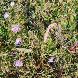 Hygrocybe sp. at Moruya, NSW - suppressed